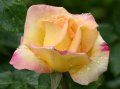 raindrops on rose