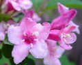 weigela