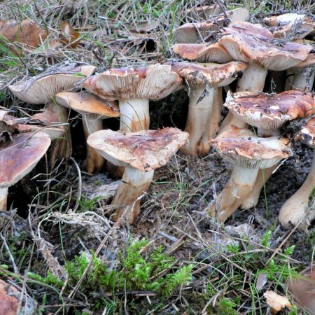 Tricholoma fracticum