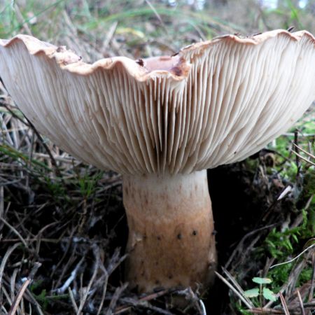 Tricholoma fracticum