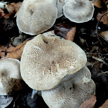 Tricholoma argyraceum