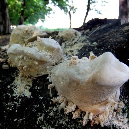 Pseudotrametes gibbosa