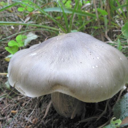 Tricholoma virgatum