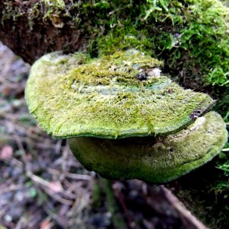 Trametes hirsuta