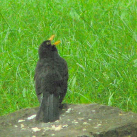 Turdus merula