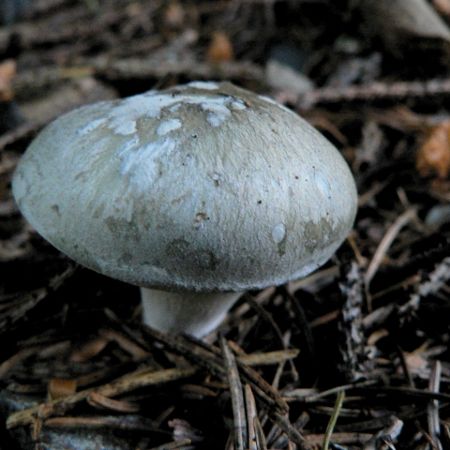 Tricholoma portentosum