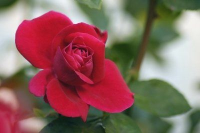 trandafir 35435