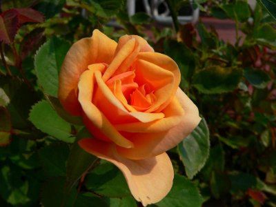 trandafir portocaliu