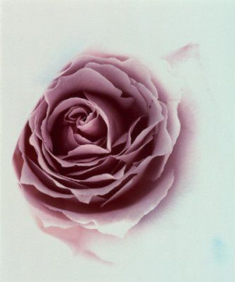 Trandafiri_12