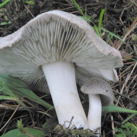 Tricholoma scalpturatum