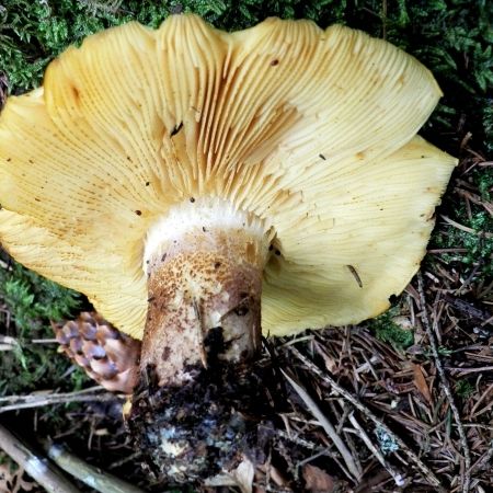 Tricholomopsis decora