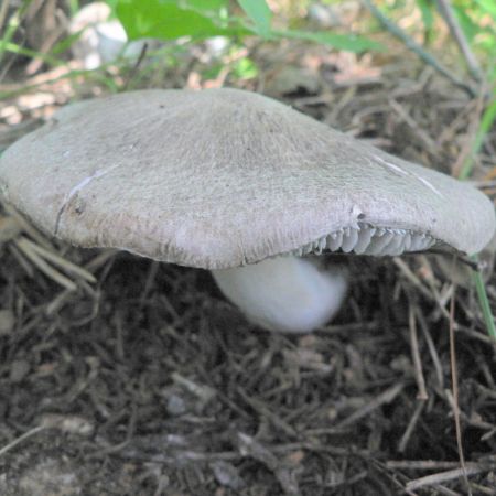 Tricholoma scalpturatum