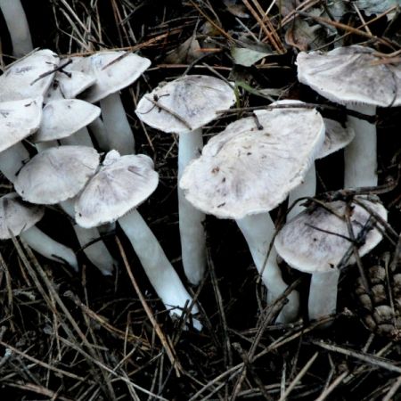 Tricholoma terreum