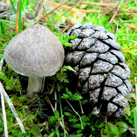 Tricholoma terreum