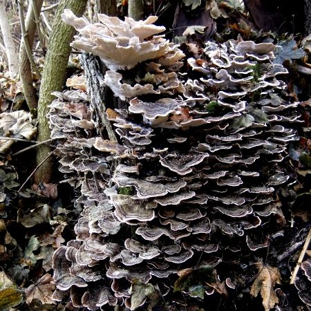 Trametes versicolor