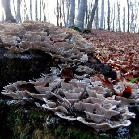 Trametes versicolor