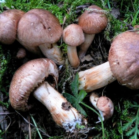 Tricholoma vaccinum