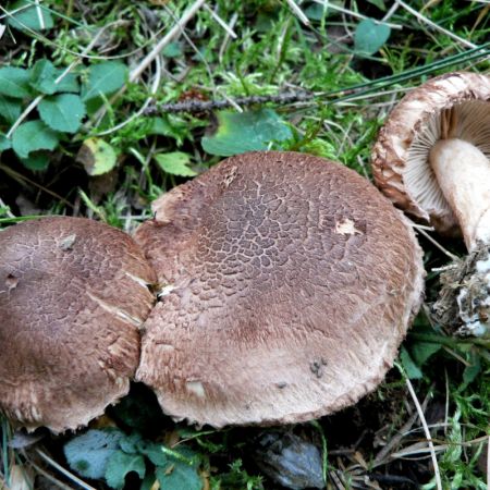 Tricholoma vaccinum