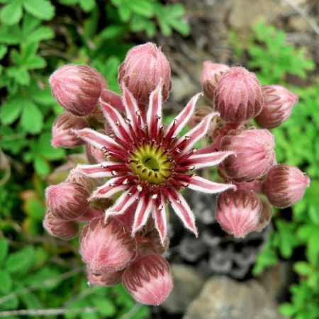 Sempervivum marmoreum