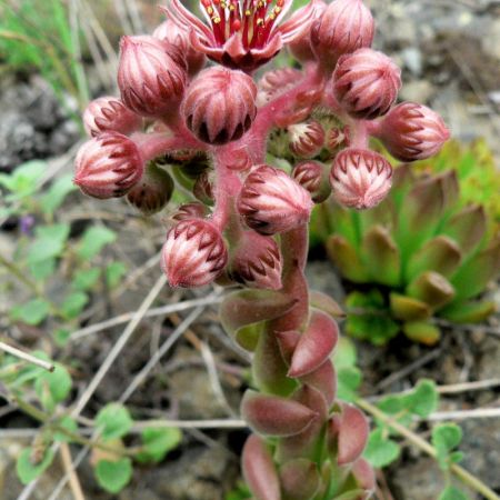 sempervivum marmoreum