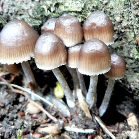 Mycena tintinnabulum