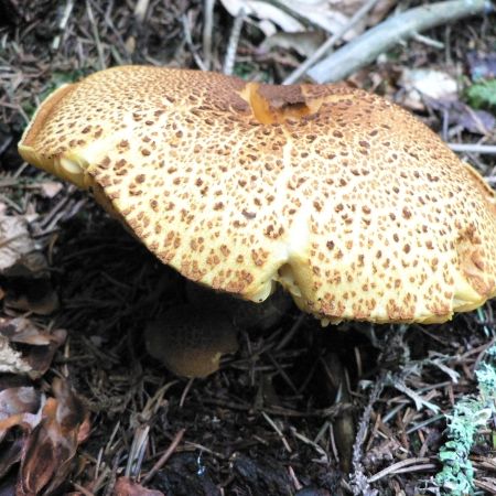 Tricholomopsis decora