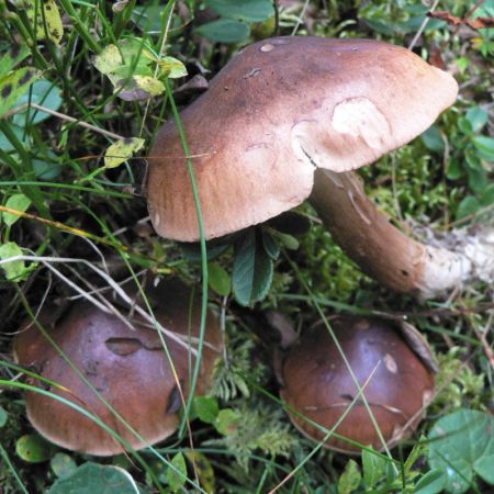 Tricholoma ustale