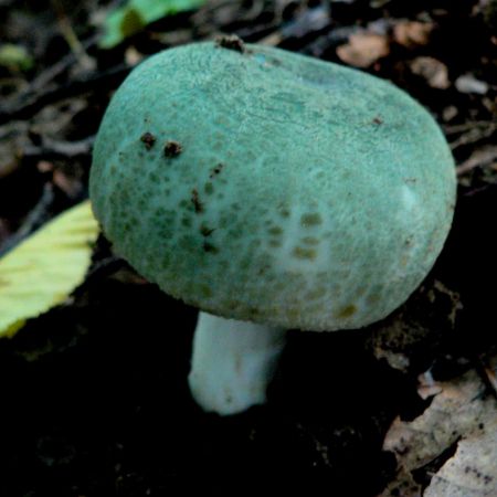 Russula virescens