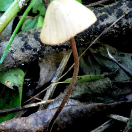 Conocybe rickeniana