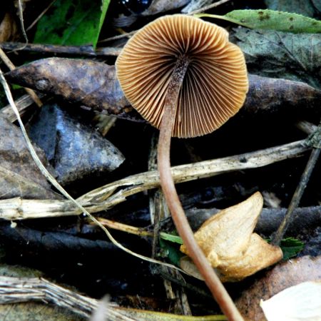 Conocybe rickeniana