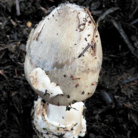 Volvariella volvacea