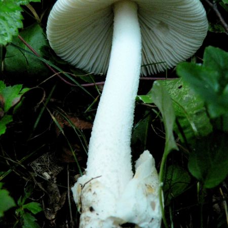 Volvariella hypopitys