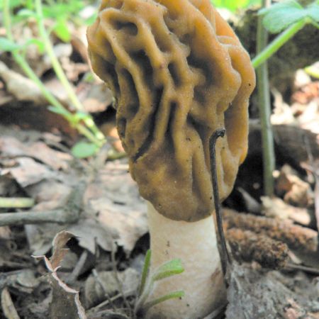 Ptychoverpa bohemica