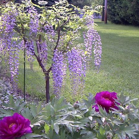 wisteria