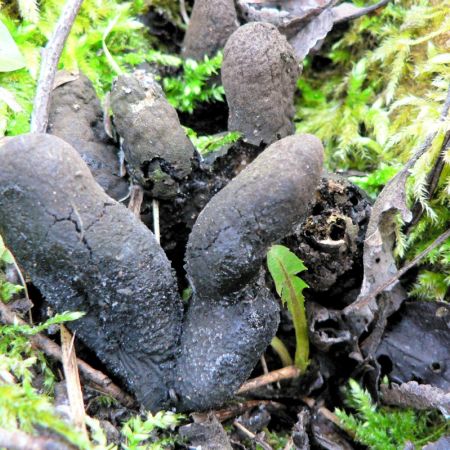 Xylaria plymorpha