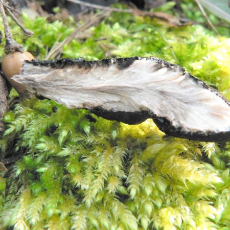 Xylaria plymorpha