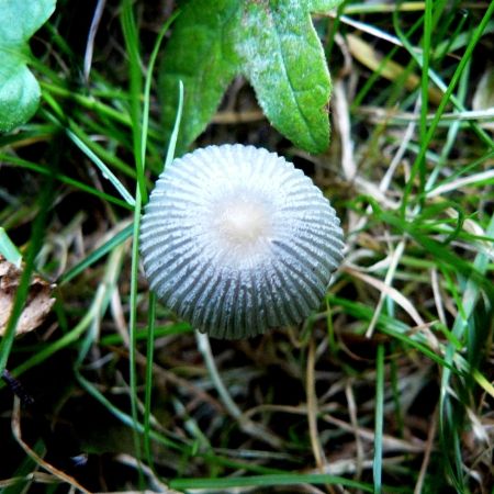 Coprinus lagopus