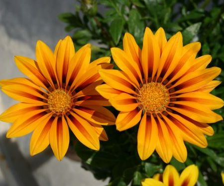 gazania