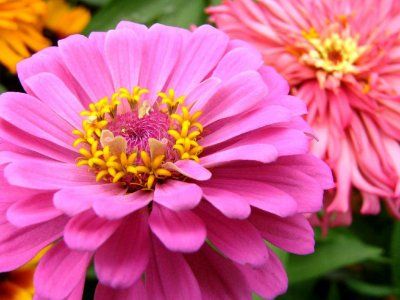 zinnia (dalie)