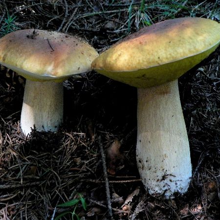 Boletus edulis