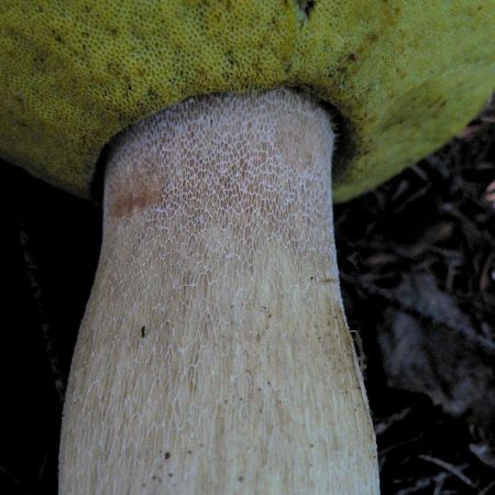 Boletus edulis