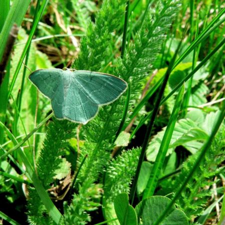 Chlorissa cloraria