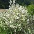 Amelanchier Ovalis / Par salbatic