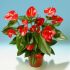 Anthurium RED VICTORY
