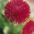 Bellis Perenis