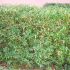 Berberis Juliane 50cm / Dracila verde si iarna