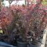 BERBERIS THUNBERGII ’ATROPURPUREA’