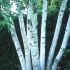 Betula pendula