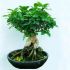 Bonsai ficus microcarpa 