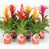 Bromelia